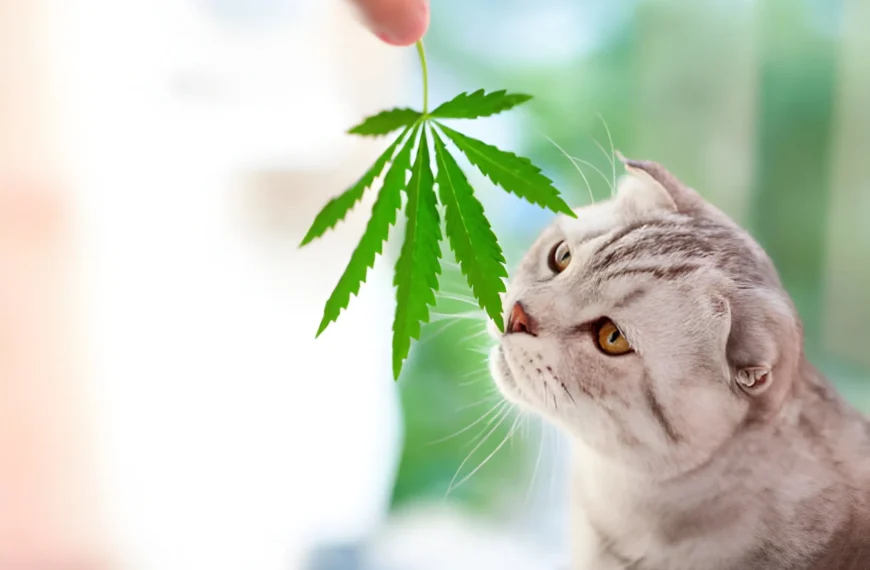 Beginner's Guide to Finding the Best CBD for Cats