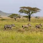 Why Tanzania Is Africa’s Best Hidden Gem for Honeymooners