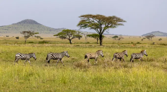 Why Tanzania Is Africa’s Best Hidden Gem for Honeymooners