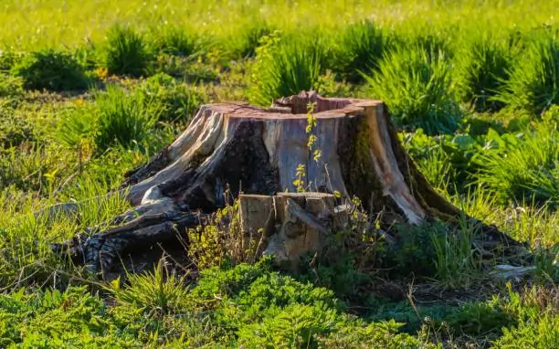 How to Determine the Best Stump Solution for Your Landscape