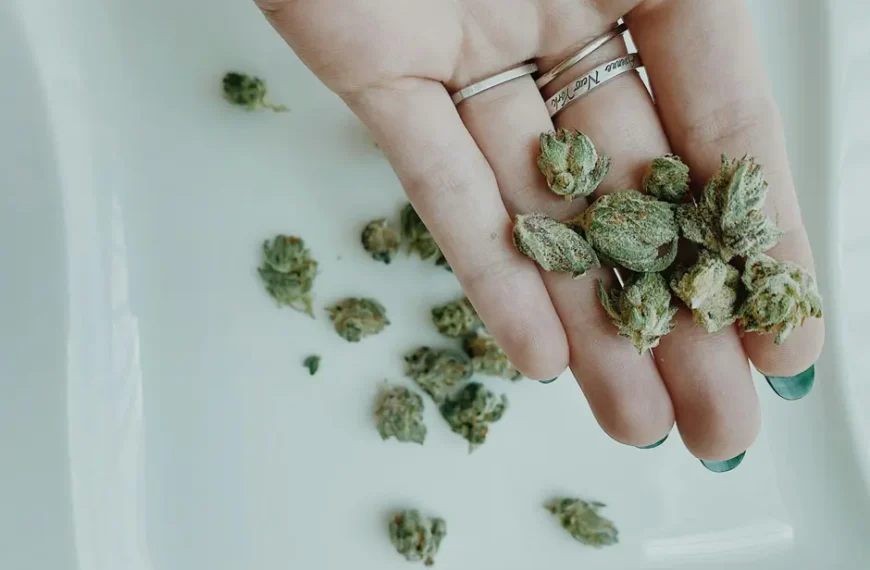 How-To Guide Understanding Medical Cannabis Regulations