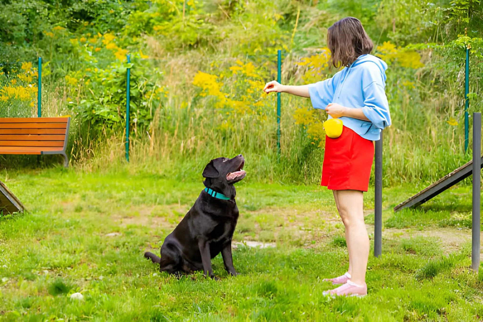 The Importance of Reward Timing in Dog Training