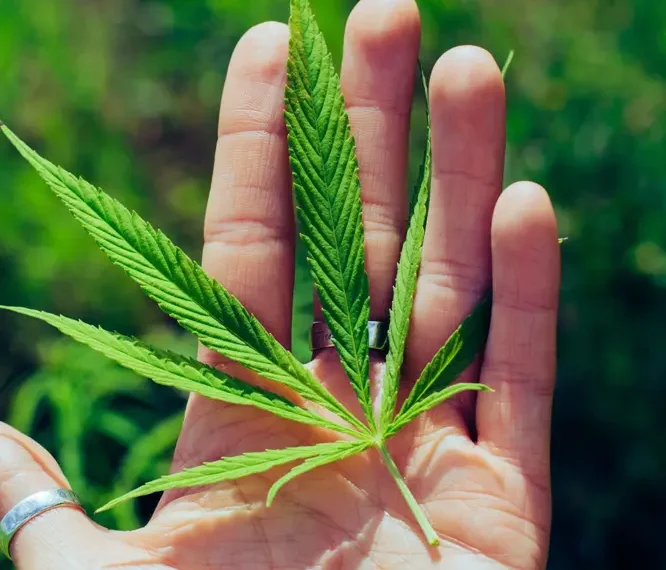 Understanding Cannabis Flower Effects Body vs. Mind Reactions